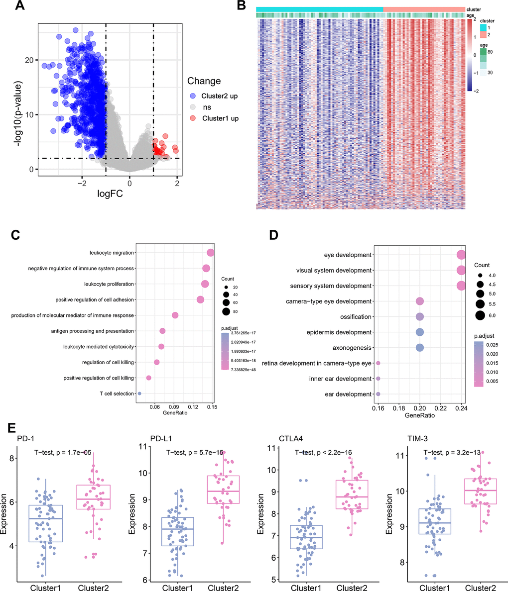 Differential gene and pathway Analysis of Different TME Cluster of TNBC. (A) The volcano plot showing the differentially expressed gene (DEGs) between TME Cluster 1 and Cluster 2. Blue is highly expressed in Cluster 2 and red is highly expressed in Cluster1. (B) Heatmap shows the expression of DEGs between the two clusters. (C) KEGG functional enrichment analyses of the up-regulated genes in Cluster 2. (D) KEGG functional enrichment analyses of the up-regulated genes in Cluster 1. (E) Expression of four immune checkpoint molecules genes in the two clusters.