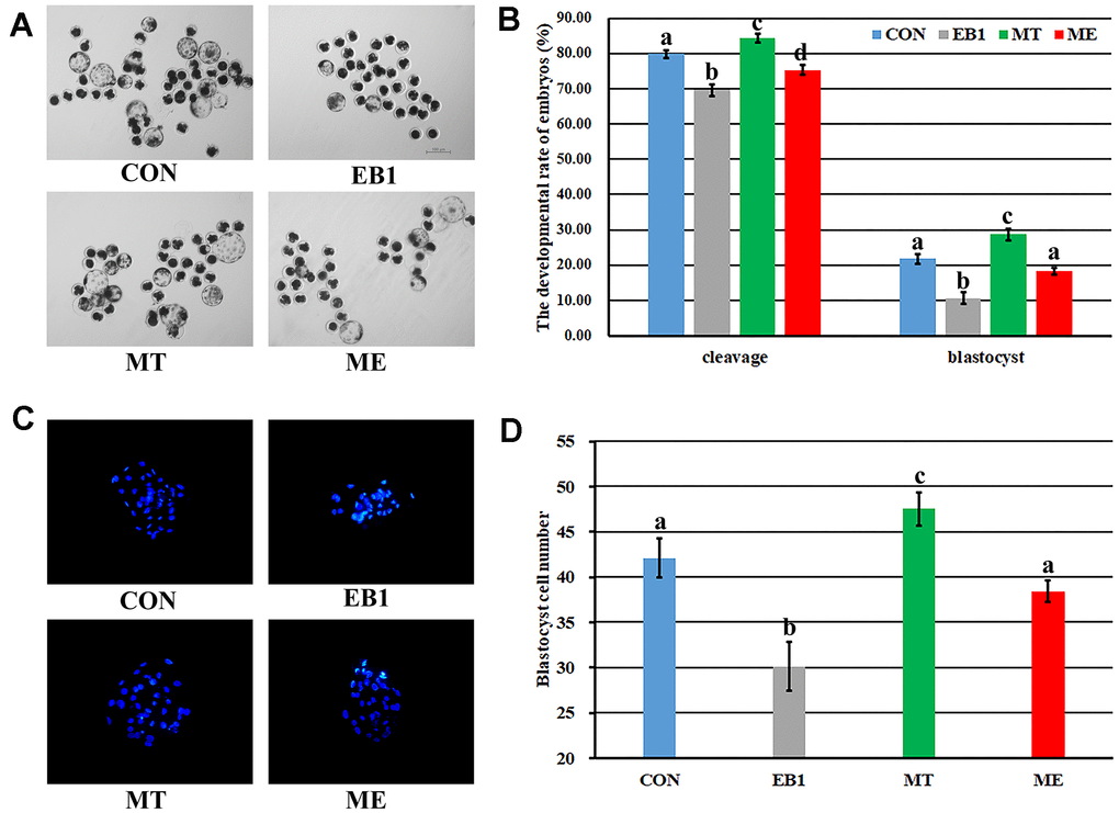 Effect of melatonin on the development of EB1-exposed embryos. (A) blastocyst (× 40). (B) cleavage rate and blastocyst rate. (C) blastocyst cell number (× 200). (D) average blastocyst cell number. CON, the control group. EB1, embryos treated with EB1. MT, embryos treated with melatonin. ME, embryos treated with both melatonin and EB1. a-dValues for a given group in columns with different superscripts differ significantly (p 