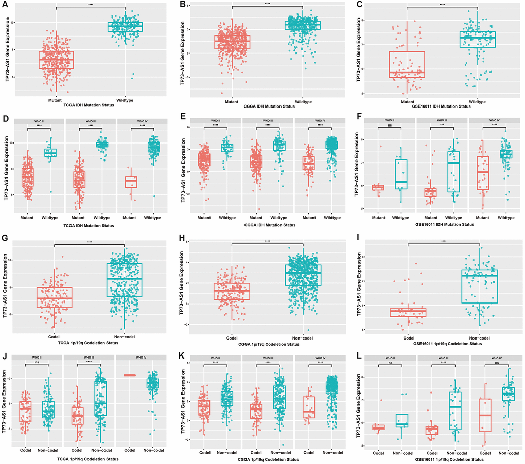 Expression levels of TP73-AS1 in gliomas with different IDH and 1p/19q statuses. (A–C) Expression levels of TP73-AS1 for different statuses of IDH in all WHO grades in the TCGA (A), CGGA (B), and GSE16011 (C) datasets. (D–F) Expression levels of TP73-AS1 for different statuses of IDH in all WHO grades in the TCGA (D), CGGA (E), and GSE16011 (F) datasets. (G–I) Expression levels of TP73-AS1 for different statuses of 1p/19q co-deletion in all WHO grades in the TCGA (G), CGGA (H), and GSE16011 (I) datasets. (J–L) Expression levels of TP73-AS1 for different statuses of 1p/19q co-deletion in all WHO grades in the TCGA (J), CGGA (K), and GSE16011 (L) datasets.