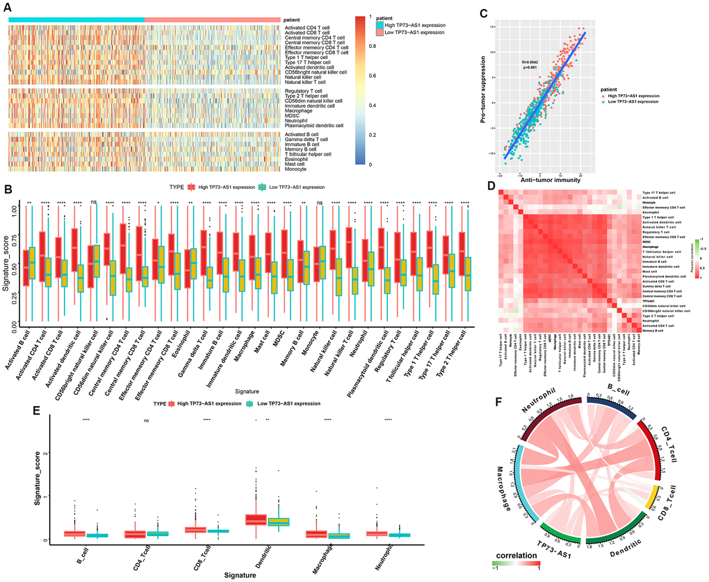 Tumor immune microenvironment analysis for TP73-AS1. (A) Heatmap normalized using the Z-scores of the 28 tumor-infiltrating immune cell populations. (B) The signature scores (ssGSEA scores) of 28 infiltrating immune cells in the high and low TP73-AS1 expression groups. (C) Pearson’s correlation between the pro-tumor suppression score and anti-tumor immunity score. (D) The correlation heatmaps of the TP73-AS1 expression levels and infiltration scores (ssGSEA scores) of different immune cells. (E) The signature scores (Timer) of six infiltrating immune cells in high and low TP73-AS1 expression groups. (F) The correlation circle diagram of the TP73-AS1 expression and infiltration scores (Timer) of different immune cells.