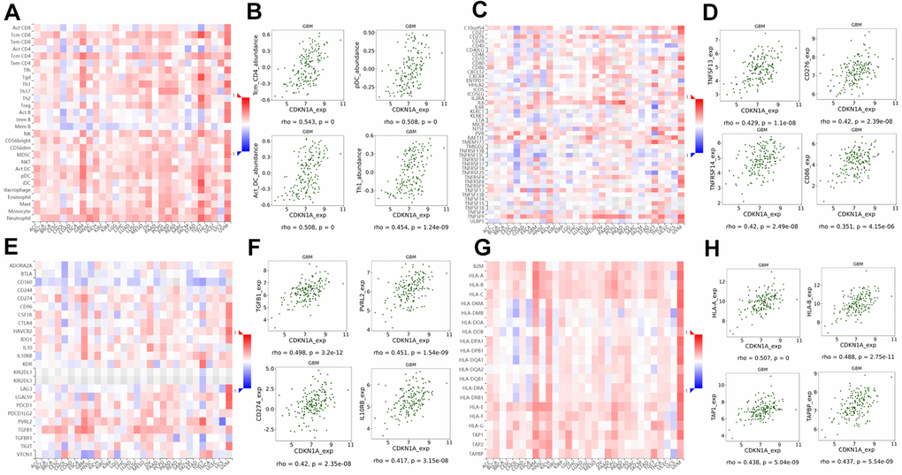 Correlation of CDKN1A expression with lymphocytes and immunomodulators in GBM. (A) The correlation between CDKN1A expression and TILs. (B) The top four TILs showing the most significant correlations with CDKN1A expression. (C) The correlation between CDKN1A expression and immunostimulators. (D) The top four immunostimulators showing the most significant correlations with CDKN1A expression. (E) The correlation between CDKN1A expression and immunoinhibitors. (F) The top four immunoinhibitors showing the most significant correlation with CDKN1A expression. (G) The correlation between CDKN1A expression and MHC molecules. (H) The top four MHC molecules showing the most significant correlation with CDKN1A expression.