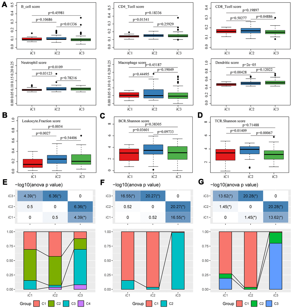 Microenvironmental characteristics of molecular subtypes. Distribution of (A) six immune cell scores, (B) leukocyte fractions, (C) BCR Shannon scores, (D) TCR Shannon scores across three subtypes. The mutual correlation between subtypes iC1-iC3 and TCGA-EC subtypes C1-C3 from the view of (E) CNV, (F) methylation and (G) gene expression.