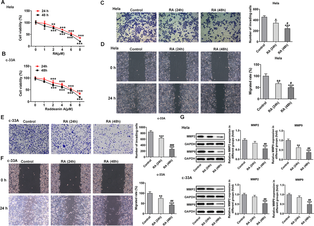 RA decreases the cell viability and inhibits the invasion and migration of CC cells. CCK-8 assay was used to detect the cell viability of (A) Hela and (B) c-33A cells treated with RA. *P*P*PC) Transwell and (D) wound healing assays were respectively conducted for the detection of invasion and migration of Hela cells. (E) Transwell and (F) wound healing assays were employed to examine the invasion and migration of c-33A cells, respectively. (G) Western blot analysis was used to detect the expression of MMP-2 and MMP-9 in both Hela and c-33A cells. *P*P*P#P#P#P