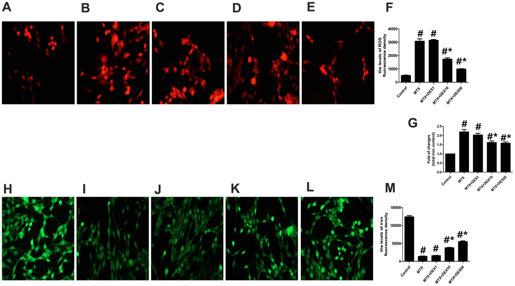 DEX ameliorated MTX-induced iron overload and ROS overproduction in HT22 cells. (A–E) Fluorescence microscope with ROS Probe analysis and representative results of ROS in HT22 cells with different treatments. (F) Quantitative results of ROS fluorescence intensity in HT22 cells with different treatments. n=3; #pG) Quantitative results of total iron content in HT22 cells with different treatments. n=3; #pH–L) Fluorescence microscope with Ca-AM probe analysis and representative results of iron content in HT22 cells with different treatments. (M) Quantitative results of Ca-AM fluorescence intensity in HT22 cells with different treatments. n=3; #p