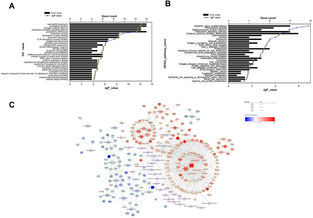 Functional analysis of target genes predicted for differentially expressed lncRNAs and the lncRNA-target-pathway network. (A) significant GO terms for differentially expressed target genes predicted for differentially expressed lncRNAs; (B) significant KEGG pathways enriched for differentially expressed target genes predicted for differentially expressed lncRNAs; (C) lncRNA-target-pathway network constructed by regulatory correlations of differentially expressed lncRNAs with predicted cis- or trans-target genes, as well as the top 30 KEGG pathways.