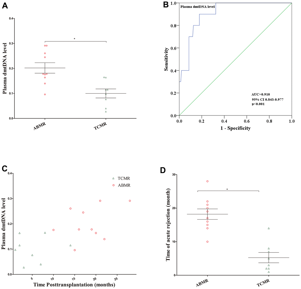 (A) Distribution of plasma dmtDNA in the antibody-mediated rejection (ABMR) (n=10) and T cell-mediated rejection (TCMR) (n=8) groups. (B) The receiver operating characteristic curve indicating the different donor performance characteristics between patients with ABMR and non-ABMR. (C) The time point of diagnosis of ABMR and TCMR post-transplantation (months). (D) The time point of patients with ABMR was significantly higher than that in TCMR group.