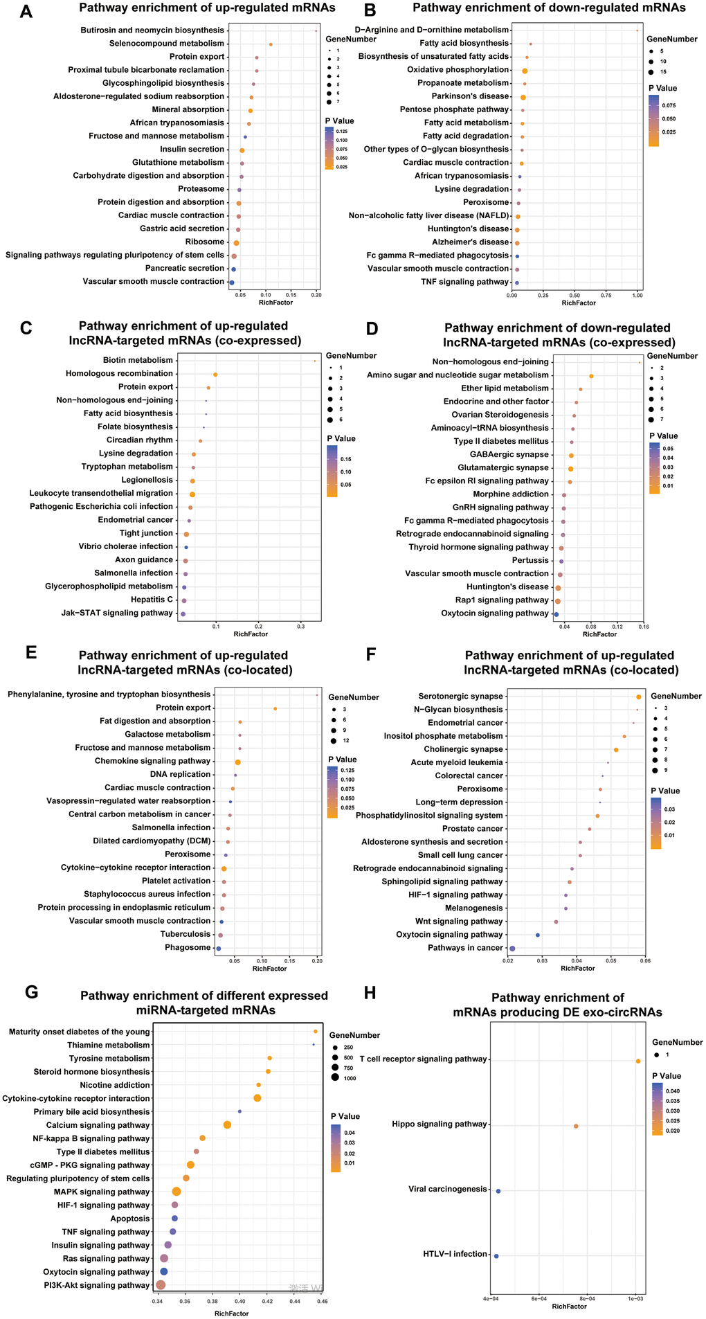 Identification the biological role of DE exo-mRNAs, lncRNAs, circRNAs and miRNAs by KEGG analysis. KEGG pathways of up- (A) and down- (B) regulated exo-mRNAs, up- (C) and down- (D) regulated exo-lncRNA co-expressed mRNAs, up- (E) and down- (F) regulated exo-lncRNA co-located mRNAs, mRNAs targeted by DE exo-miRNAs (G) and derived from DE exo-circRNAs (H). We only presented top 20 terms.