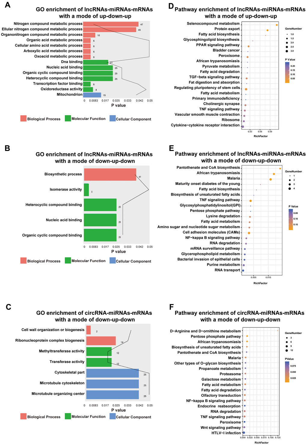 Functional enrichment analysis towards this ceRNA network. Go annotation of lncRNAs-miRNAs-mRNAs with a mode of up-down-up (A) or down-up-down (B) and circRNA-miRNAs-mRNAs with a mode of down-up-down (C). KEGG pathway enrichment analysis of lncRNAs-miRNAs-mRNAs with a mode of up-down-up (D) or down-up-down (E) and circRNA-miRNAs-mRNAs with a mode of down-up-down (F) with top 20.