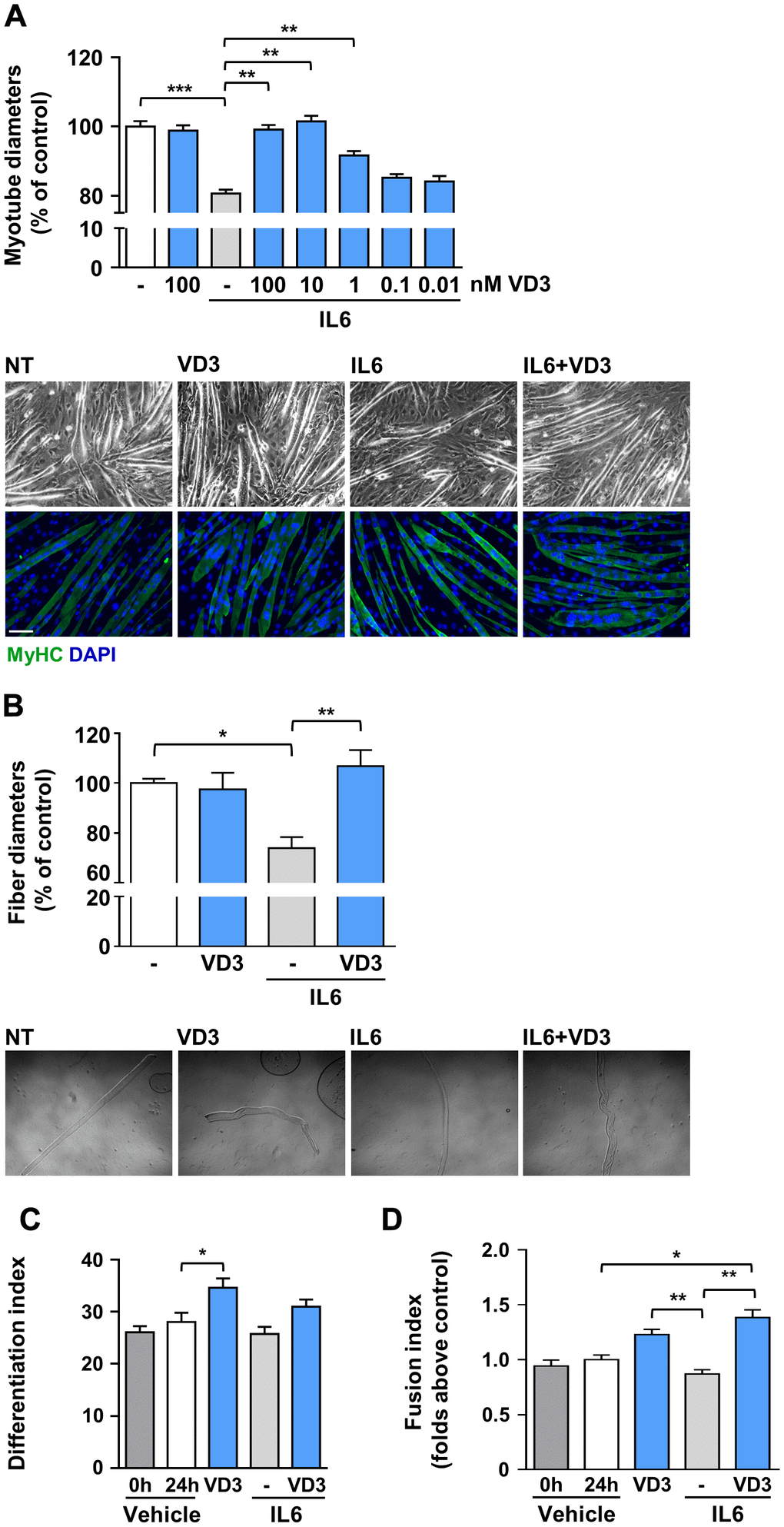 VD3 protects C2C12 myotubes and isolated myofibers from IL6-induced atrophy. (A) Myotubes were treated in serum-free medium with 100 nM VD3, 20 ng/ml IL6 alone or in combination with decreasing concentrations (100 – 0.01 nM) of VD3 for 24 h. At the end of the indicated treatments, myotube diameters were measured either in phase-contrast images or after immunofluorescence (IF) with anti-MyHC antibody and DAPI counterstaining. Representative images of myotubes in both phase-contrast and IF are shown at the bottom of the panel. Scale bar, 100 μm (B) Single myofibers were isolated from C57BL/6 mice and treated with 20 ng/ml IL6 alone or in combination with 100nM VD3. Myofiber diameters were acquired from phase-contrast images (representative images at the bottom of the panel). (C) Differentiation and (D) fusion indexes after 24 h of VD3 and IL6 treatments compared to the time of treatment administration (0 h; C2C12 differentiated for at least 4 days in DM). Data are presented as the mean ± SEM. *P P P 