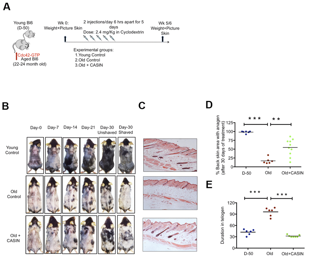 In vivo treatment with CASIN induces onset of anagen in aged mice. (A) Experimental setup (B) Back skin of representative aged mice and aged mice treated i.p with CASIN, pictures were taken weekly (C) H&E staining of mouse back skin sections (longitudinal) from young, aged animals and the anagen area of skin from aged animals after CASIN treatment (D) Quantification of the size of the skin area with anagen in D-50, old and old CASIN treated animals N≥6 (E) Duration of telogen in young, old and old CASIN treated, N≥6, *P