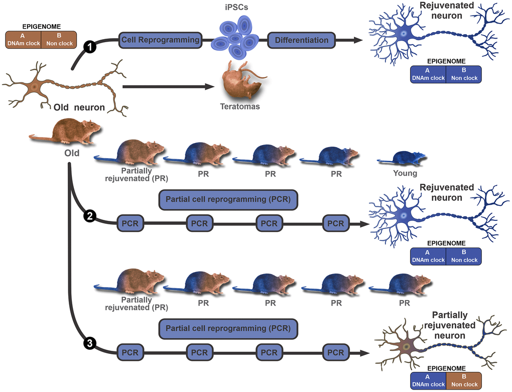 Modular epigenome model to explain in vivo rejuvenation results. A bimodular epigenome is considered, where Module A represents the DNAm clock component which encompasses all age-dependent DNA methylation epigenetic marks. Module B represents the remainder of the epigenome, including but not limited to cell identity marks. The model does not make further assumptions on the properties of each module. In this context, the existence of, for instance, age-dependent cell identity marks (bivalent marks) is not ruled out. The upper diagram (path 1) proposes that ex vivo, conventional reprogramming erases all age and cell identity marks from both modules, and can turn an old (brown color represents old) neuron or any other cell, into an iPSC that can then be differentiated back to a rejuvenated (blue represents young) neuron. In vivo, continuous expression of the OSKM genes leads to the genesis of multiple teratomas and the death of the animal. The middle diagram (path 2) illustrates the hypothesis that several cycles of partial reprogramming can progressively rejuvenate cells by erasing all epigenetic marks of age without affecting cell type identity marks. This means that in principle, the strategy could lead to major phenotype rejuvenation in vivo. The lower diagram (path 3) illustrates an alternative outcome for partial reprogramming. In this case, partial reprogramming erases age marks from the DNAm clock (module A) but spares age marks of module B. This outcome is compatible with a major resetting of DNAm age but partial rejuvenation of the phenotype.