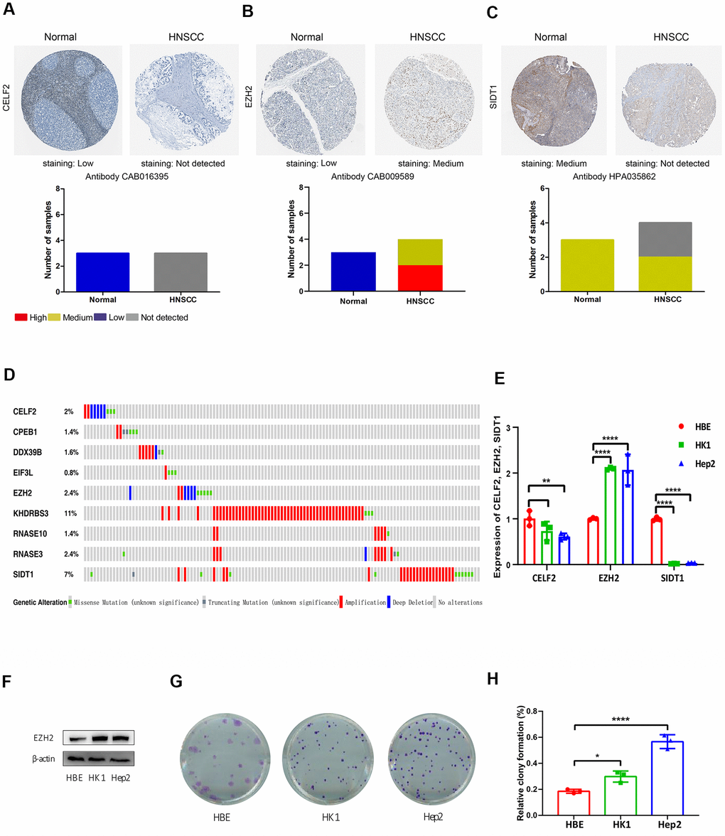 Immunohistochemistry (IHC), mutations and verification results in the prognosis-related RBPs. The protein levels of (A) CELF2, (B) EZH2 and (C) SIDT1 were determined by immunohistochemistry using indicated antibodies in HPA database, the staining strengths were annotated as Not detected, Low, Medium and High. The bar plots indicating the number of samples with different staining strength in HPA database. (D) OncoPrint showing the copy number alterations and mRNA expression alterations of 9 RBPs in prognostic model. (E) The mRNA expression levels of CELF2, EZH2 and SIDT1 in HNSCC cell lines were determined by qRT-PCR, GAPDH was verified as a housekeeping gene. (F) Western blot was conducted to evaluate the protein expression of EZH2 in HNSCC cell. (G, H) Colony-forming assay was conducted to evaluate the growth of HNSCC cell lines.