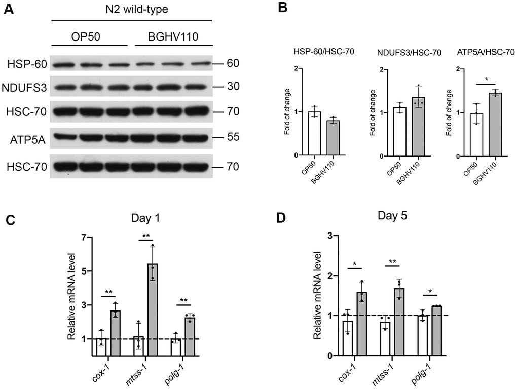 Mitochondrial homeostasis and the UPRmt assessment. (A) Western blots and (B) densitometric analysis showing levels of HSP-60, ATP5A and NDUFS3 proteins isolated from WT animals on day 1 of adulthood after overnight treatment with heat-inactivated BGHV110. HSC-70 was used as a loading control (n=3, three independent experiments). Expression of cox-1, mtss-1 and polg-1 genes was measured by qRT-PCR after (C) 1 day and (D) 5 days of treatment with heat-inactivated BGHV110 (n=3, three independent experiments). All values are presented as mean ± SD. Student’s t-test was used to compare the treated group relative to control (*p 