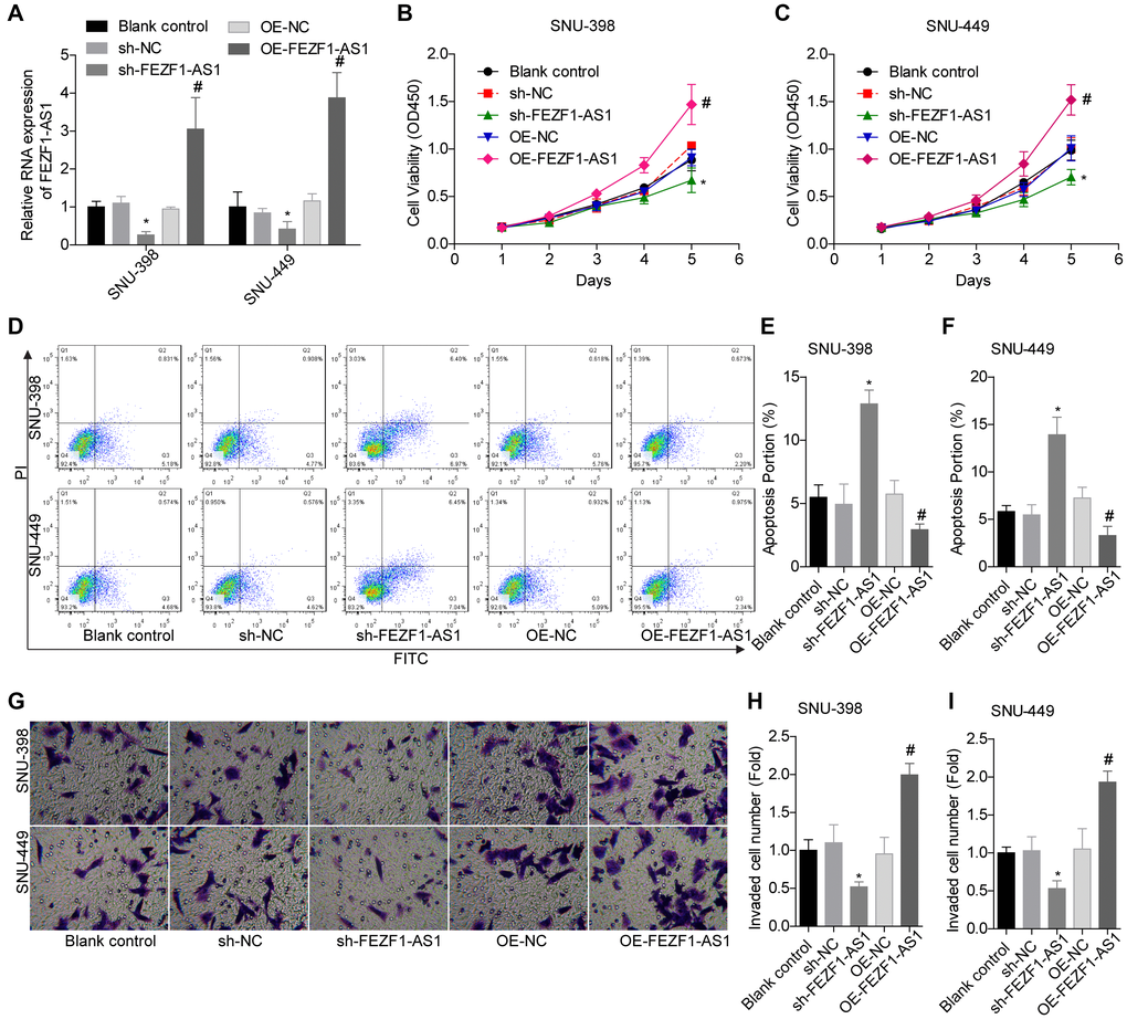 FEZF1-AS1 promoted the proliferation and invasion and inhibits the apoptosis of HCC cells. (A) qRT-PCR was used to detect the expression of FEZF1-AS1 after cell transfection with sh-NC, sh-FEZF1-AS1, OE-NC and OE-FEZF1-AS1 or without, *P #P B, C) CCK8 assay was used to determine the proliferation of SNU-398 and SNU-449 cells, *P #P D–F) Flow cytometry was used to test the apoptosis of SNU-398 and SNU-449 cells, *P #P G–I) Transwell chambers were used to assess the invasion of SNU-398 and SNU-449 cells, *P #P 