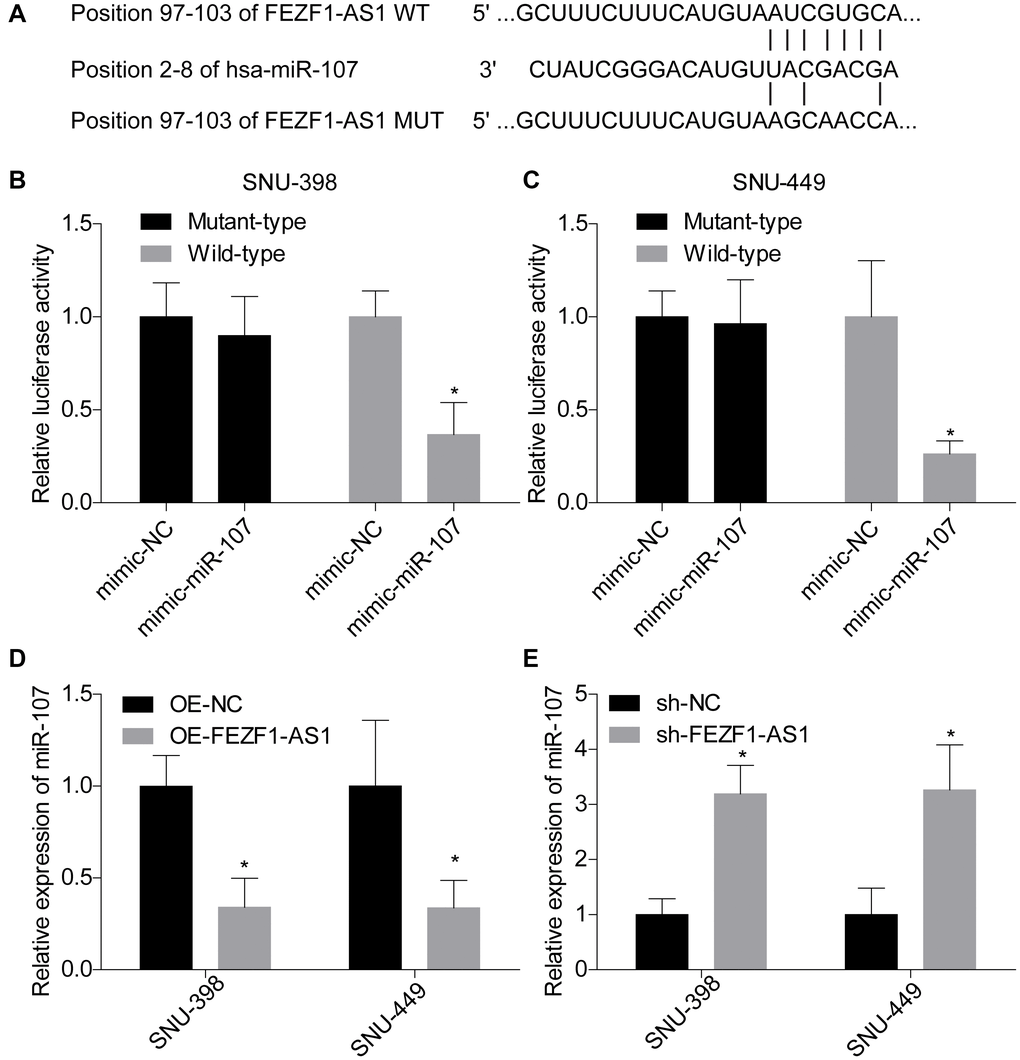 FEZF1-AS1 negatively regulated the expression of miR-107. (A) The putative binding sites of miR-107 in FEZF1-AS1. (B, C) The relative luciferase activity was evaluated by luciferase gene reporter assay following cell transfection with pmirGlo-FEZF1-AS1-WT (wild type) or pmirGLo-FEZF1-AS1-MUT (mutant type) and miR-107 mimic or mimic-NC into SNU-398 and SNU-449 cells, *P D) The expression of miR-107 was assessed after downregulation of FEZF1-AS1 in SNU-398 and SNU-449 cells by qRT PCR, *P E) The expression of miR-107 was tested after overexpression of FEZF1-AS1 by q-RT-PCR, *P 