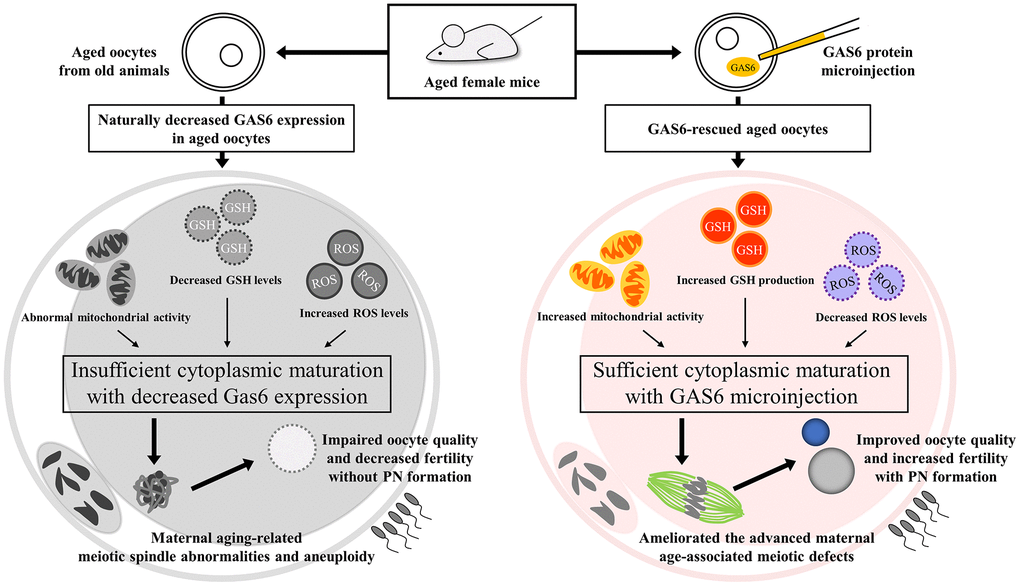 GAS6 attenuates the decrease in the quality of aged oocytes. Aged oocytes showed increased mitochondrial deterioration, elevated oxidative stress and insufficient cytoplasmic maturation due to decreased Gas6 expression, resulting in meiotic defects and consequential PN formation failure. Moreover, GAS6-rescued aged oocytes collectively exhibited metabolic alterations, indicating better-quality mitochondrial functions. Therefore, the age-associated decreases in oocyte quality and fertility were prevented by restoring GAS6 levels.