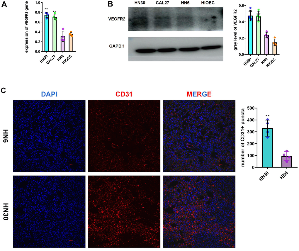 Highly expressed VEGFR2(KDR) induces angiogenesis in HNSCC. (A, B) qRT-PCR and western blotting results for VEGFR2 in HIOEC and HNSCC cell lines (HN30, CAL27, and HN6) (C) Representative images of HN6 and HN30 subcutaneous tumors using immunofluorescence staining against CD31 and DAPI staining of nuclei. Higher angiogenesis was observed in the HN30 group, which has a higher VEGFR2 expression level. *P 