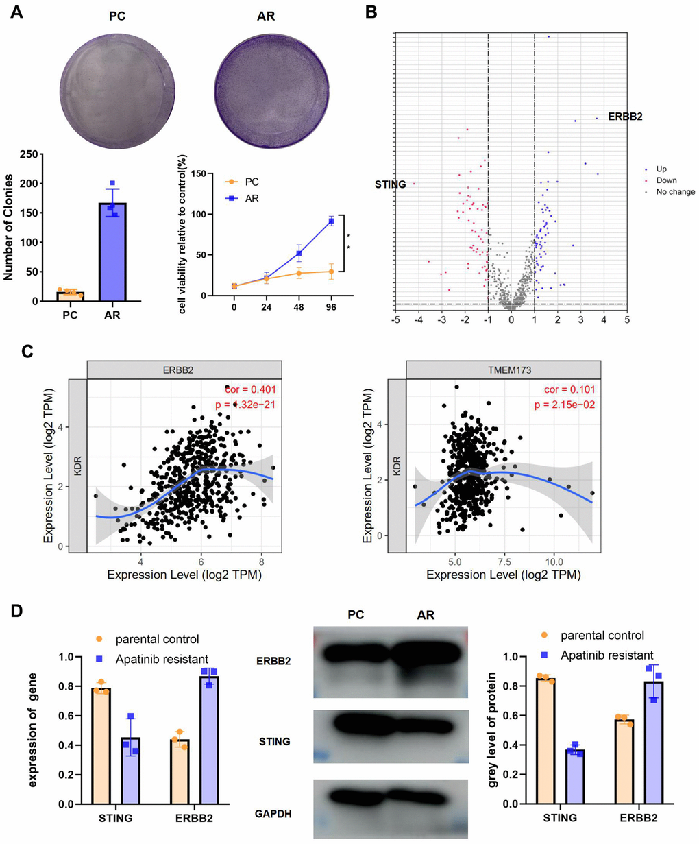 High ERBB2 expression and low STING expression were observed in AR cells. (A) Cell proliferation after treatment with apatinib for different times, as assessed using an MTT assay (*P B) Venn diagram of predicted up or downregulated mRNAs for AR cells compared with PC controls. A total of 198 downregulated and 277 upregulated mRNAs were obtained for differential analysis. STING and ERBB2 were identified as having the highest fold change. (C) A correlation was determined among VEGFR2, ERBB2, and STING using TIMER correlation analysis (http://timer.cistrome.org/). (D) AR and PC cells were treated with apatinib (20 μM) for 24 hours. Then, qRT-PCR and western blotting were performed to assess expression of ERBB2 and STING in AR and PC cells. *P 