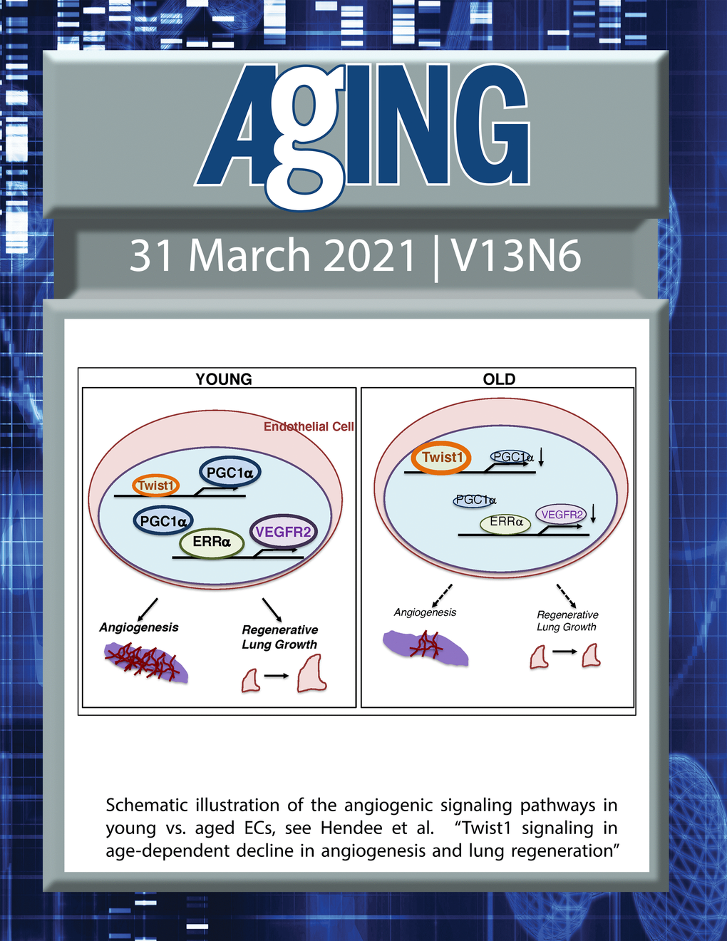 The cover features Figure 6 "Schematic illustration of the angiogenic signaling pathways in young vs. aged ECs" from Hendee et al.