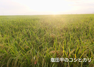 塩田平のコシヒカリ