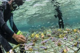 Der Wiederaufbau von Korallenriffen stärkt einen gesunden und widerstandfähigen Ozean – und ist Thema des vierten UN Ocean Decade Laboratory