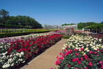 神代植物公園 画像5枚目