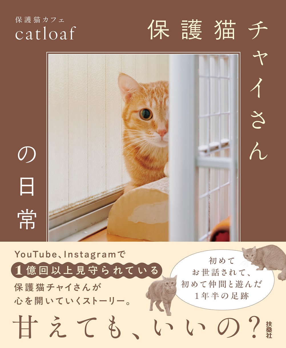 保護猫チャイさんの日常