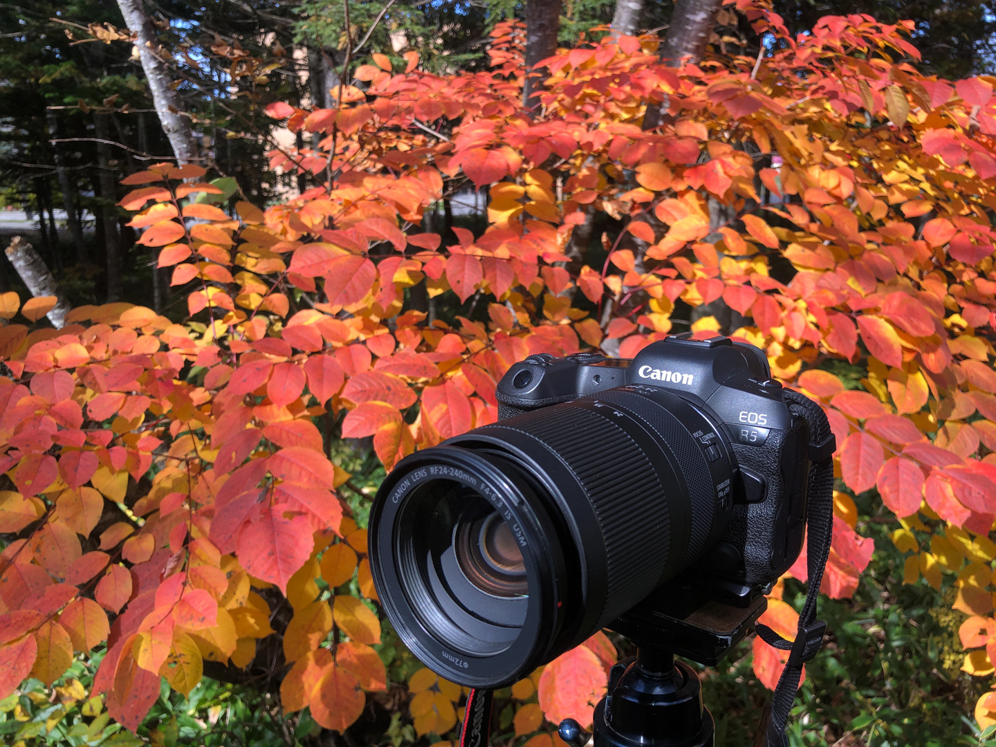 プロが教える紅葉撮影のひと工夫｜ネイチャースナップのすすめ