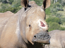 rhino