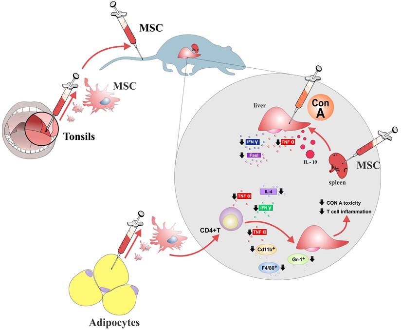 Int J Biol Sci Image