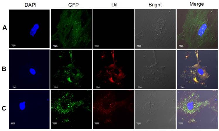 Int J Biol Sci Image