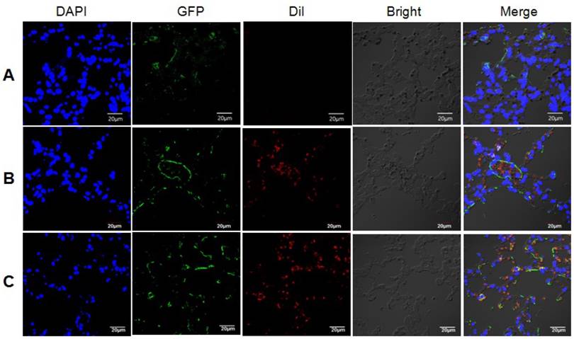 Int J Biol Sci Image