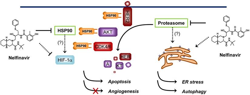 Int J Biol Sci Image