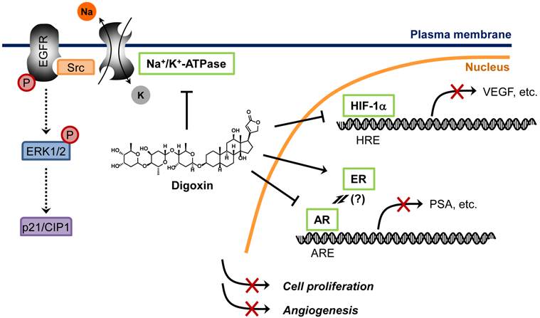 Int J Biol Sci Image