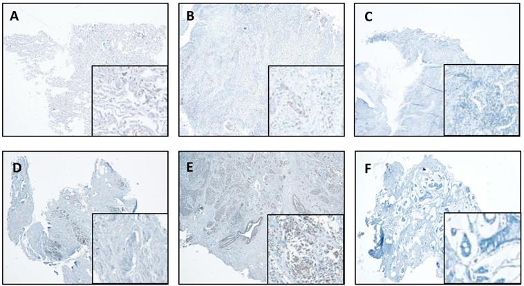 Int J Biol Sci Image