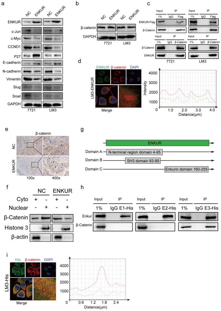 Int J Biol Sci Image