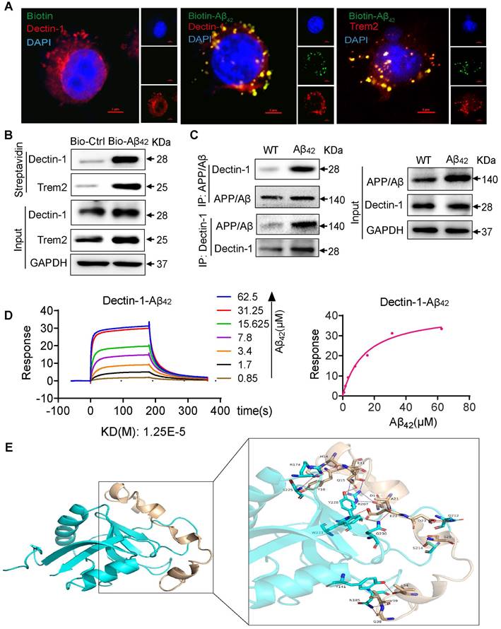 Int J Biol Sci Image