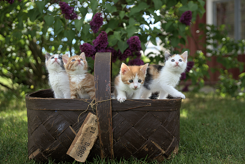 cats in a basket