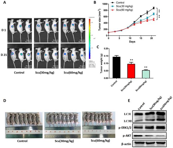 J Cancer Image