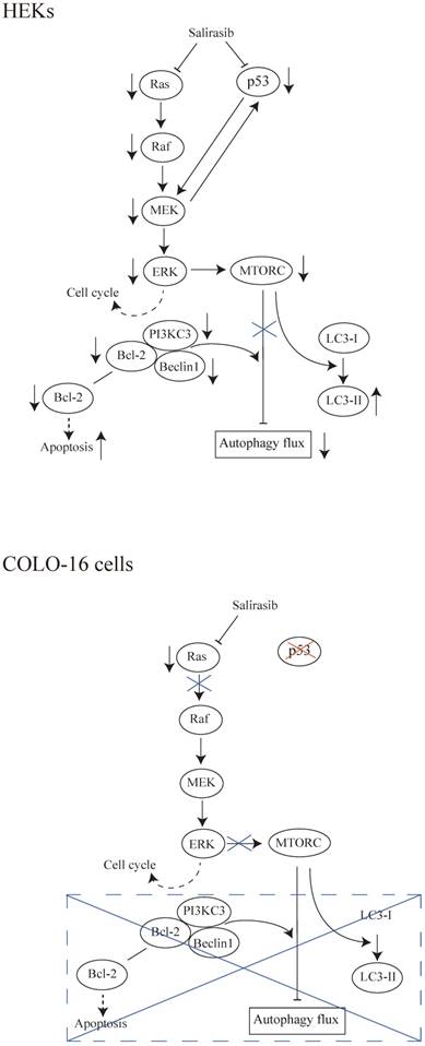 J Cancer Image