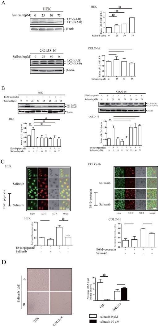 J Cancer Image