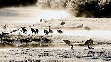 川霧に浮かぶタンチョウ