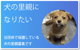 保護犬の里親募集