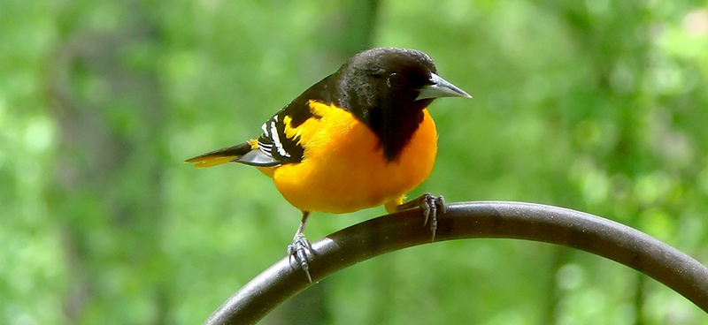 Oriole bird