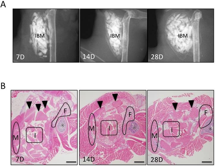 Int J Med Sci Image