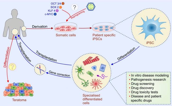 Int J Med Sci Image