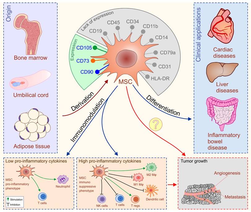 Int J Med Sci Image