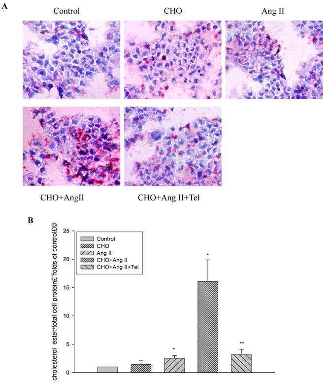 Int J Med Sci Image