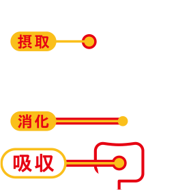 摂取　消化　吸収する人体図