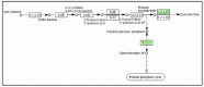 Figure 3.12. The KEGG pathway for inositol metabolism.